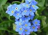 Forget-Me-Not.jpg
