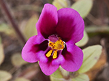 Purple-Monkeyflower.jpg
