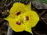 Yellow-Star-Tulip.jpg