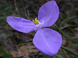 bush-iris.jpg