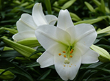 easter-lily.jpg