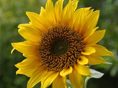 58-Sunflower.jpg