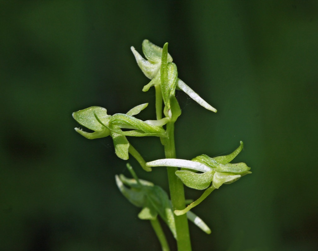 green-rein-orchid.jpg