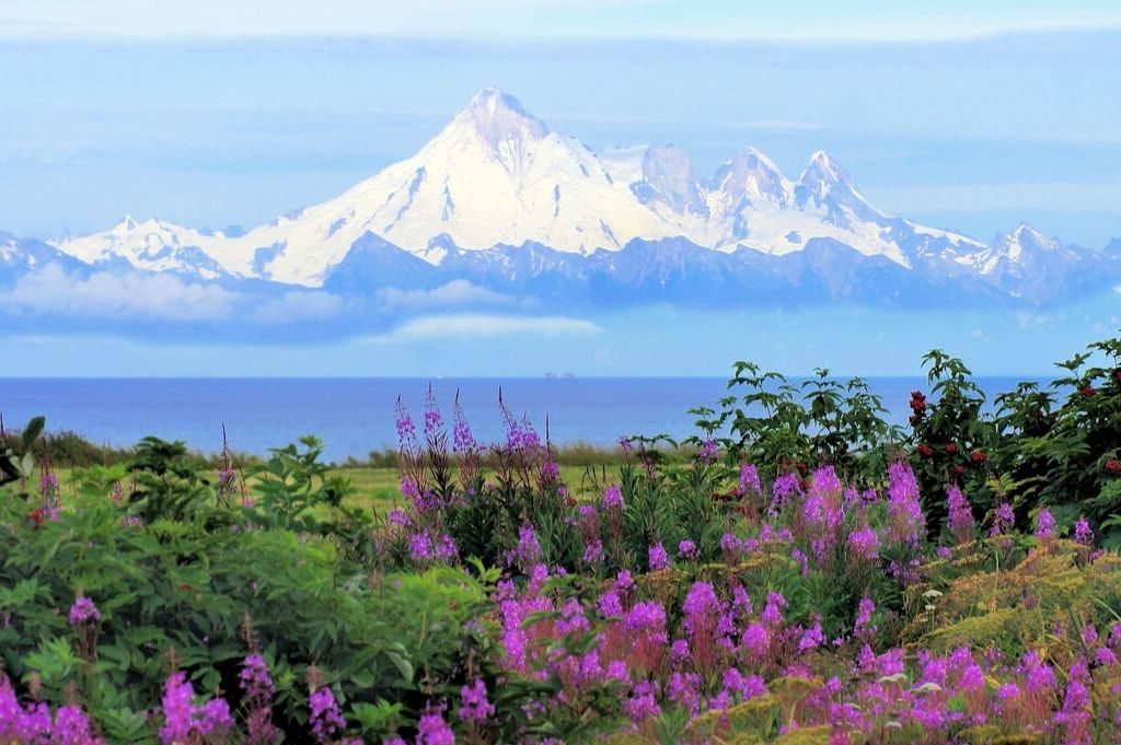 montagne innevate sullos fondo di un campo di fiori dell'alaska