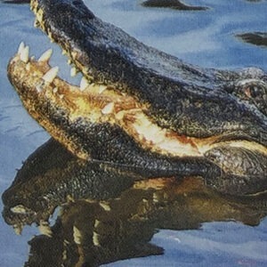 Essenza Di Alligatore - Wild Earth Animal Essences