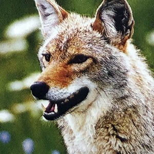 Essenza Di Coyote - Wild Earth Animal Essences