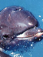 dolphincalf.jpg