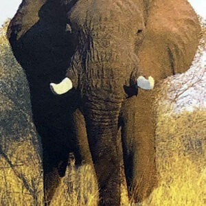 Essenza D'Elefante - Wild Earth Animal Essences