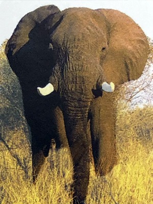 Essenza D'Elefante - Wild Earth Animal Essences