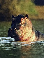 hippopotamus.jpg