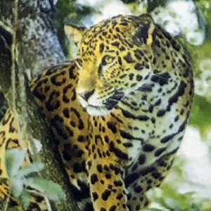 Essenza Di Giaguaro - Wild Earth Animal Essences