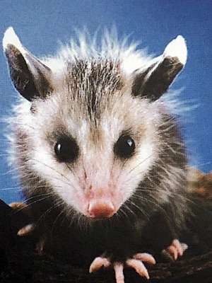 Essenza D'Opossum - Wild Earth Animal Essences