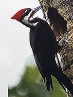 pileatedwoodpecker.jpg