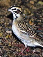 sparrow.jpg
