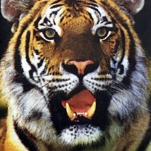 Essenza Di Tigre - Wild Earth Animal Essences