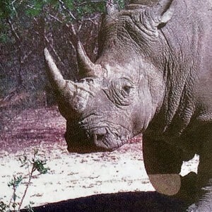 Essenza Di Rinoceronte Bianco - Wild Earth Animal Essences