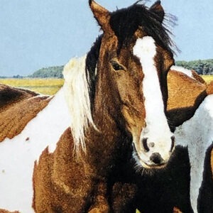 Essenza Di Cavallo Selvatico - Wild Earth Animal Essences