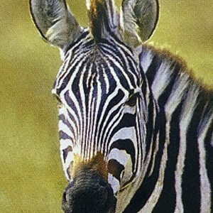 Essenza Di Zebra - Wild Earth Animal Essences