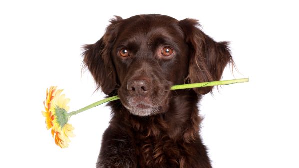 Un cane che regge un fiore australiano in bocca