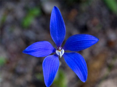 blue-china-orchid.jpg
