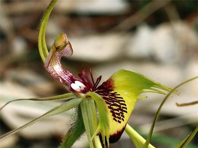 fringed-mantis-orchid.jpg