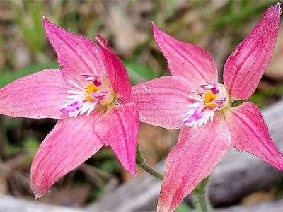 hybrid-pink-fairy-cowslip-orchid.jpg
