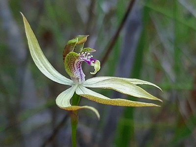 leafless-orchid.jpg