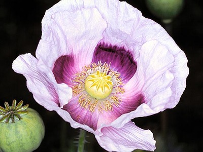 opiumpoppy.jpg