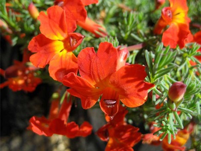 orange-leschenaultia.jpg