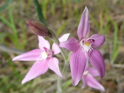 pink-fairy-orchid.jpg