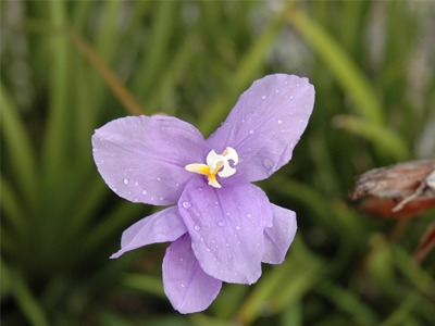 purple-flag-flower.jpg
