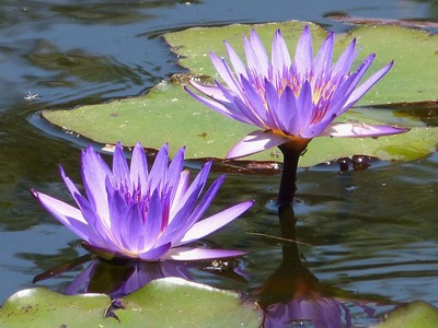purple-nymph-waterlily.jpg