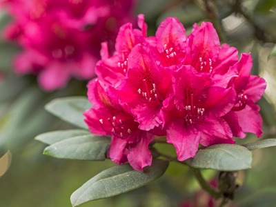 rododendro.jpg