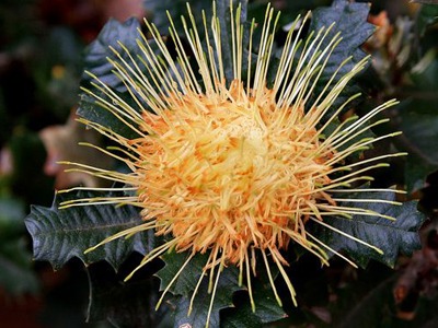 urchin-dryandria.jpg