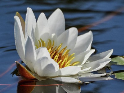 white-nymph-waterlily.jpg