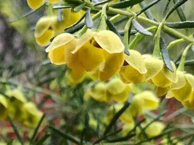 yellow-boronia.jpg