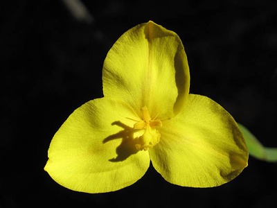 yellow-flag-flower.jpg