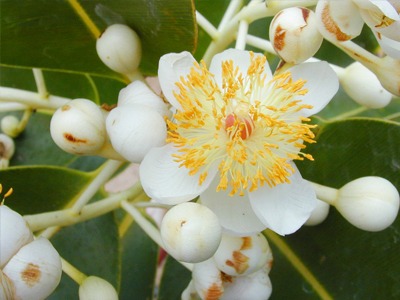 calophyllum.jpg