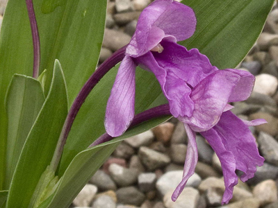 purple-orchid.jpg