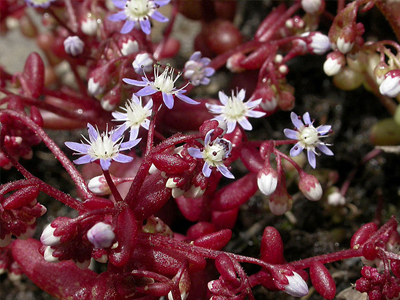 sedum.jpg